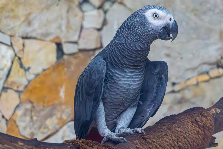 AFRICAN GREY PARROTS
