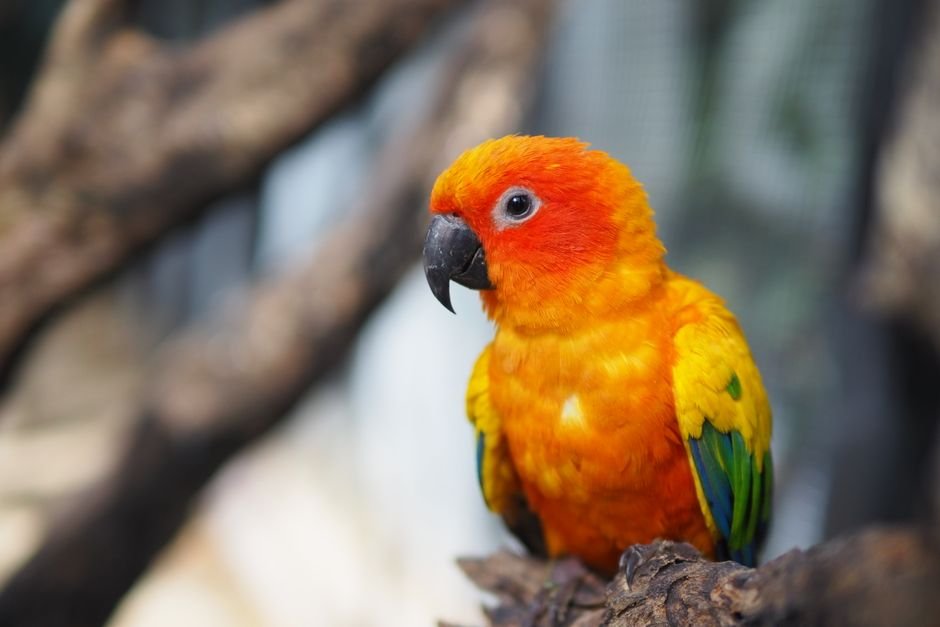 Buy conure parrots — Conure Parrot Prices and What to Expect