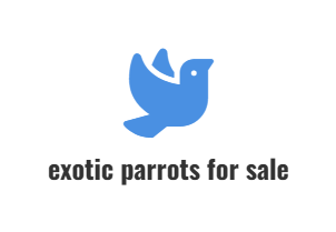 Buy Exotic Parrots for Sale | exoticparrotshop.com