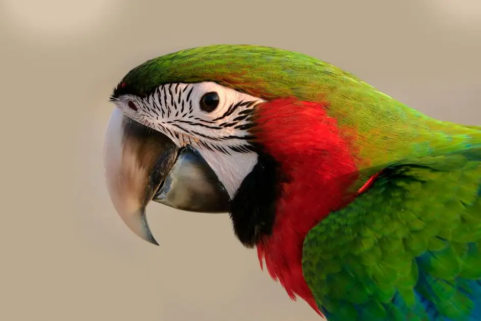 MACAW PARROTS