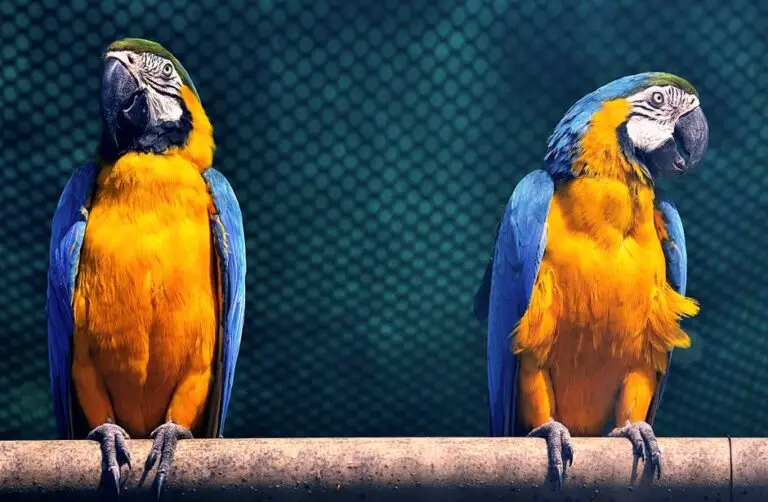 Macaw parrot drawing — visual overview