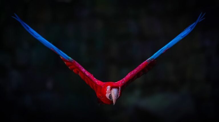 Macaw parrots online — visual overview