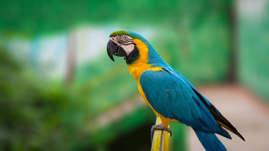Macaw parrot talking in english — Understanding the Macaw Parrot's Ability to Talk