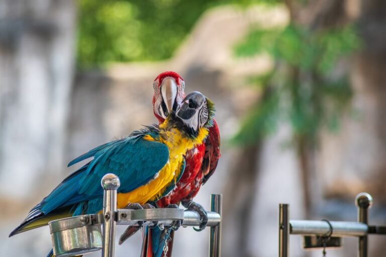 Macaw parrot funny — visual overview