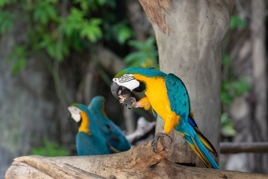 Macaw parrot funny — The Intelligence Behind Macaw Parrot Humor