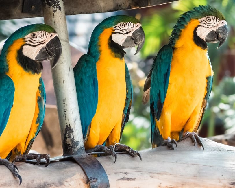 Macaw parrot funny — What Makes Macaw Parrots Funny?