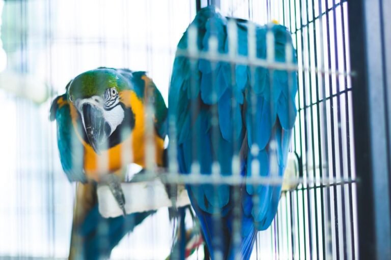 Macaw parrot sleeping — visual overview