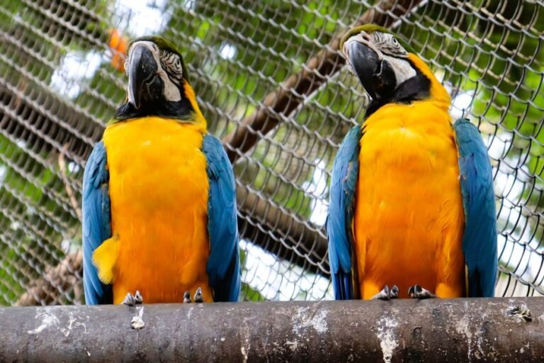 Macaw parrot talking in english — visual overview