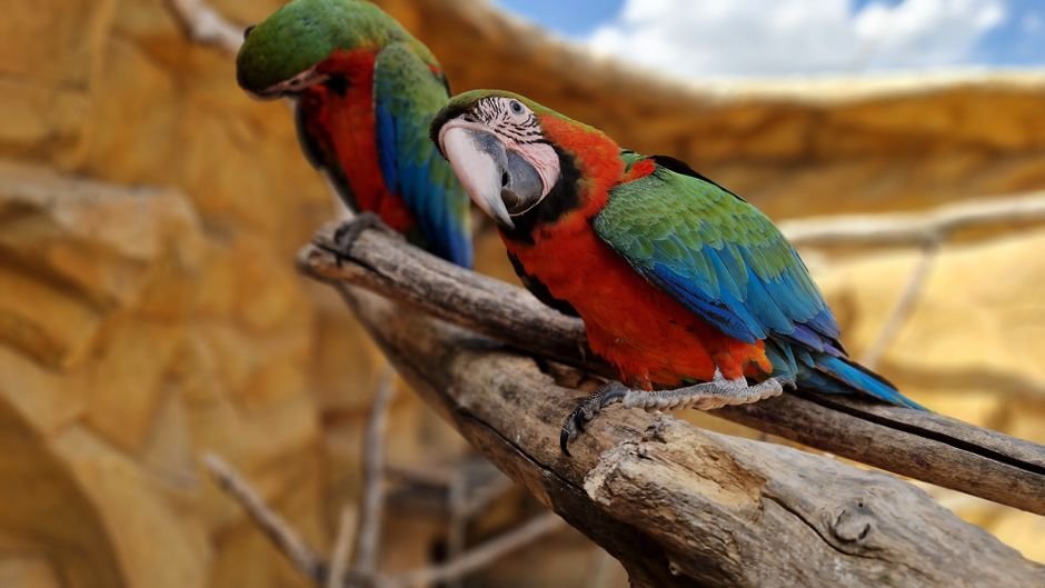 Nutrition and Macaw Parrot Talking: What's the Connection?