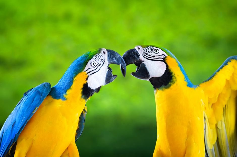 Macaw parrot talking in english — Training Your Macaw Parrot to Imitate Human Speech