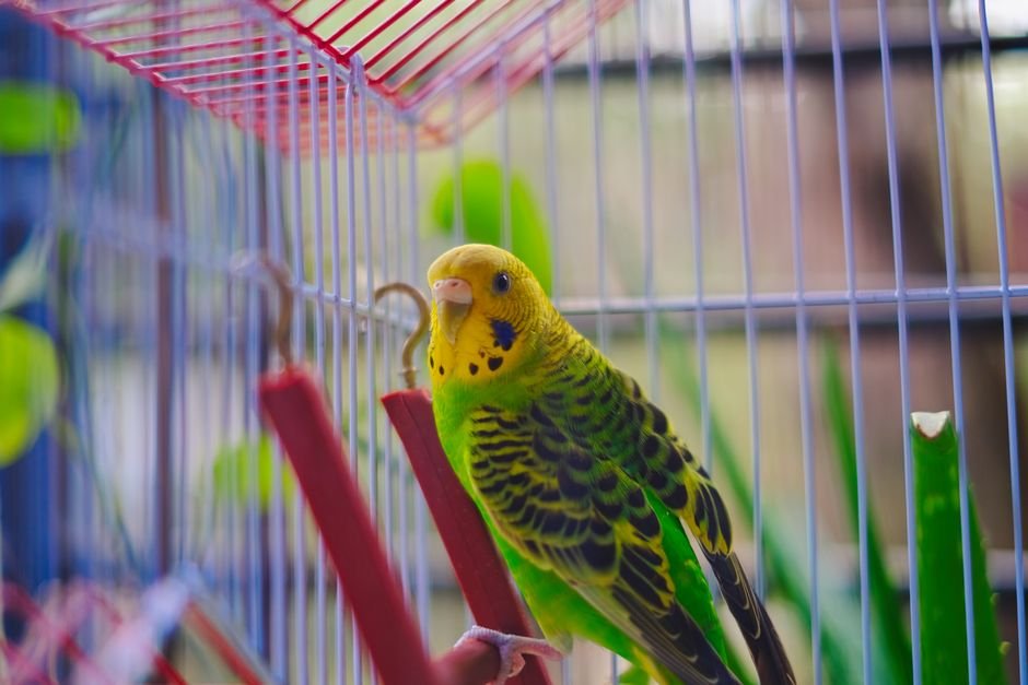 Best bird pets — Popular Bird Species as Pets