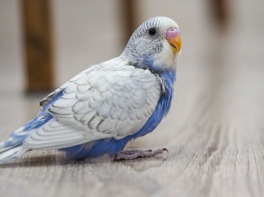 Parrot behavior — Understanding Parrot Body Language