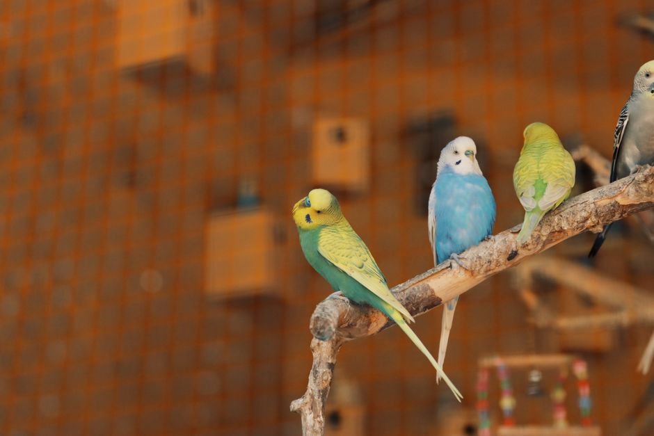 Creating the Perfect Parrot Habitat — Understanding Parrot Behavior for Habitat Creation