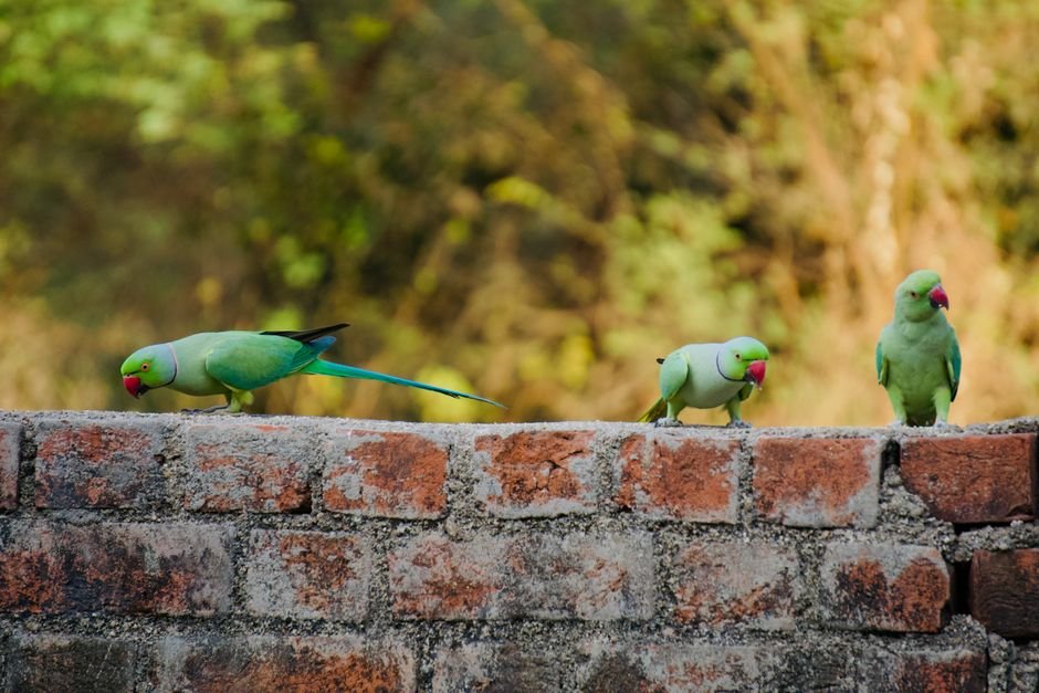 Nutrition and Diet for Funny Parrots Cockatoo