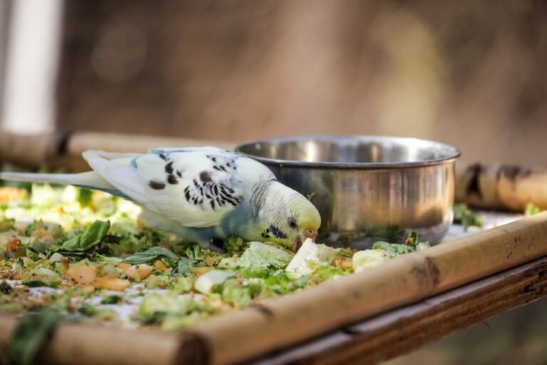 The Ultimate Parrot Nutrition & Diet Guide — visual overview