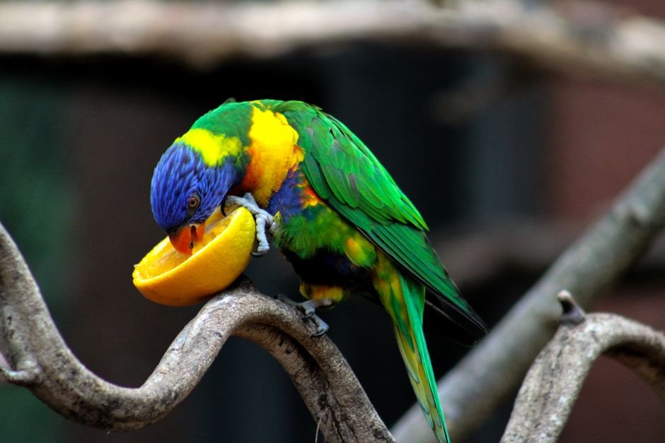What do parrots eat — Treats and Snacks for Parrots