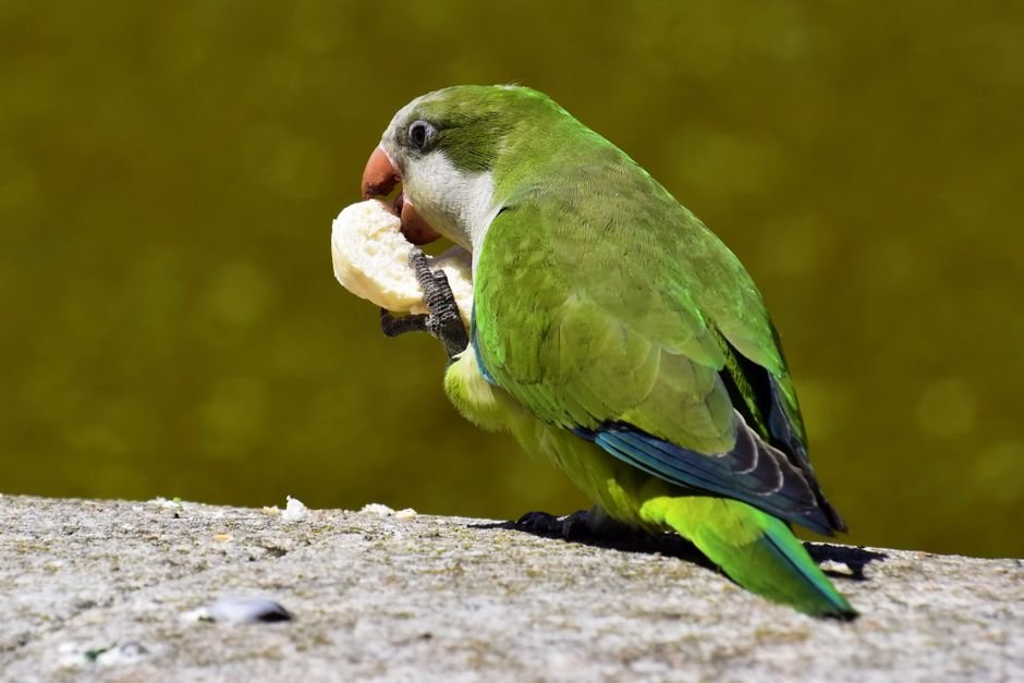 What do parrots eat — Understanding Parrot Nutrition