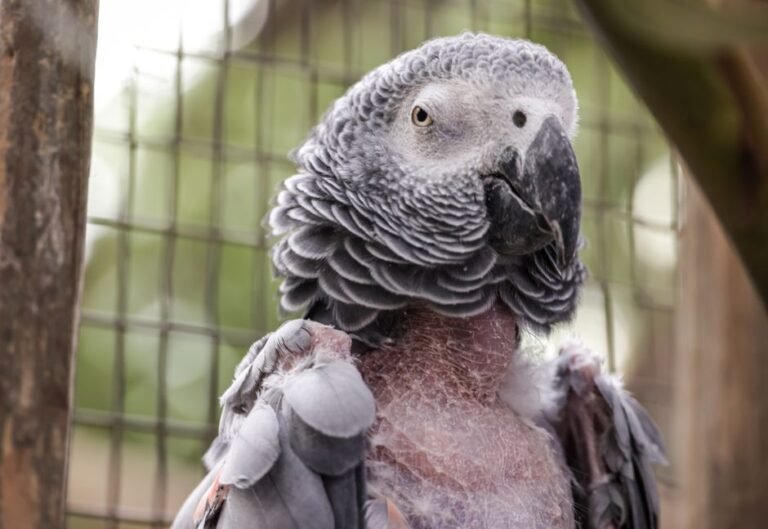 Parrot feather plucking — visual overview