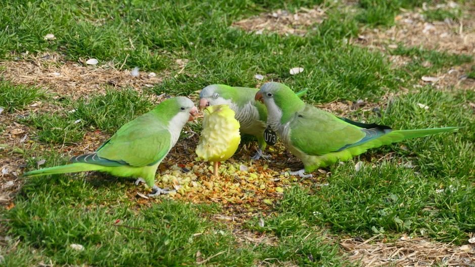 The Ultimate Parrot Nutrition & Diet Guide — Understanding Parrot Nutrition Basics
