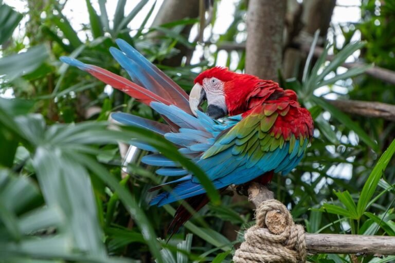 Parrot Health, Grooming & Breeding — visual overview