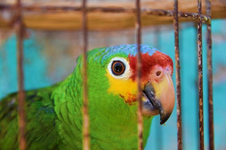 Buying a parrot — visual overview