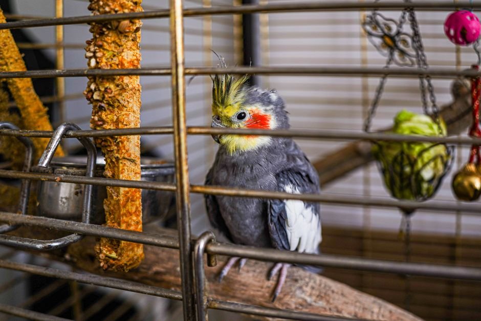 Understanding Parrot Feather Plucking
