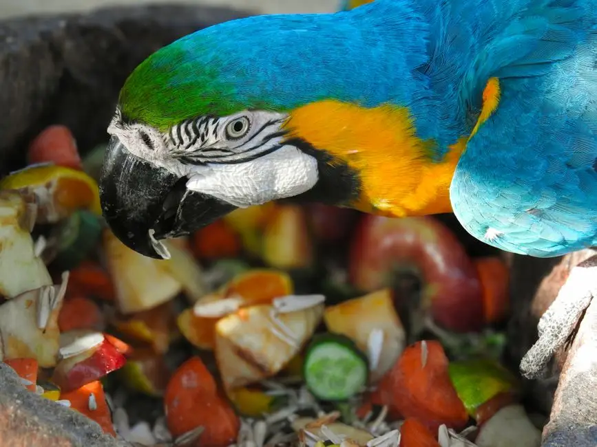 Training and Socialization of Your Pet Hyacinth Macaw
