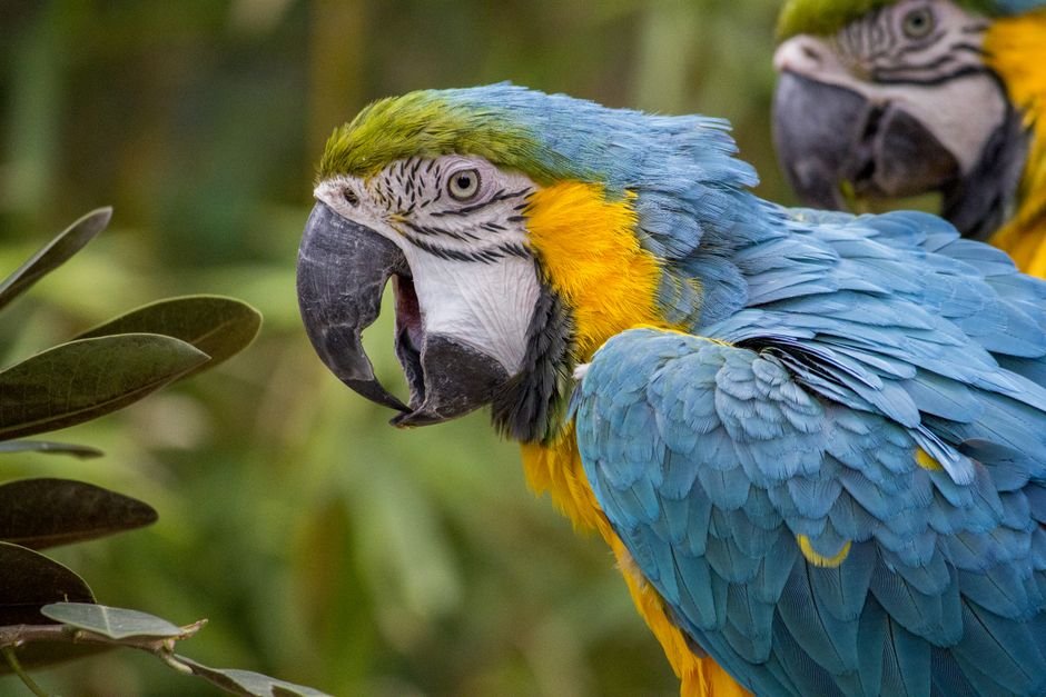 Understanding Common Parrot Behavior Problems
