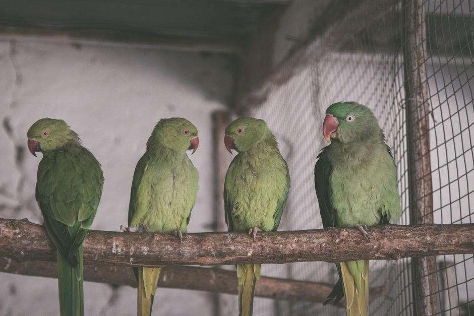 The Importance of Socialization in Parrot Behavior