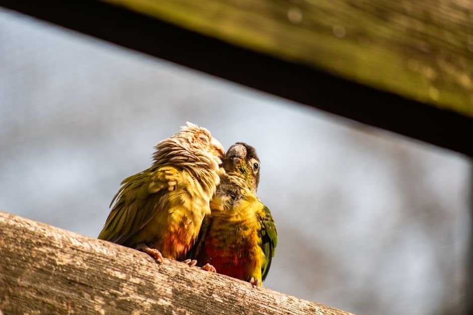 Parrot Behavior & Training Guide — Addressing Common Behavioral Issues in Parrots