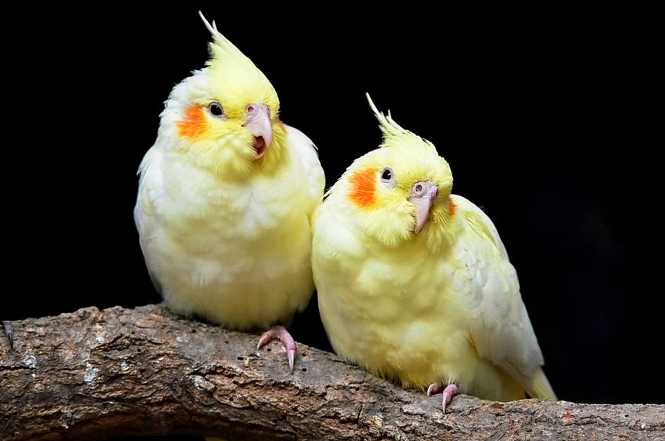 How to teach a parrot to talk — Teaching Your Parrot to Imitate Human Speech