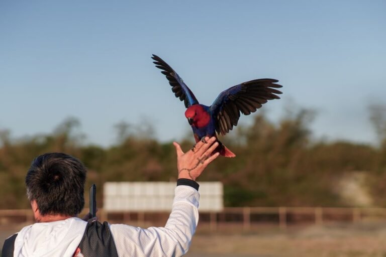 Parrot Behavior & Training Guide — visual overview