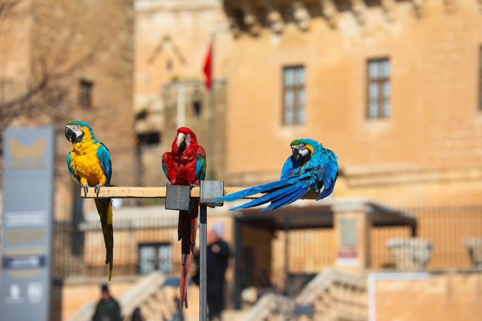 Buying a parrot — Creating a Safe and Healthy Environment for Your Parrot