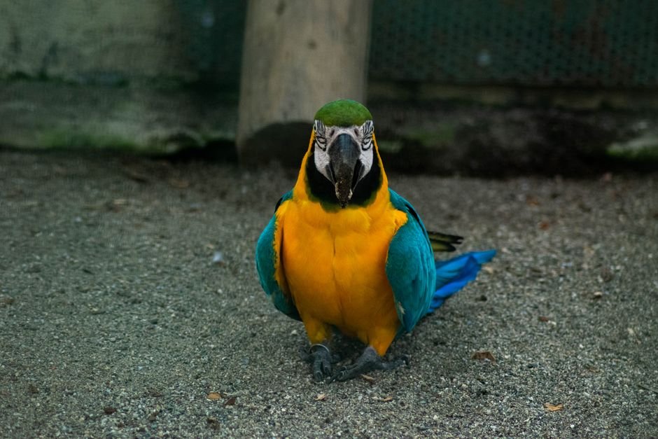Macaw parrot talking in english — Nutrition and Health: Key Factors in Macaw Parrot Talking