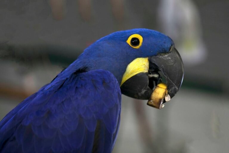Pet hyacinth macaw — visual overview
