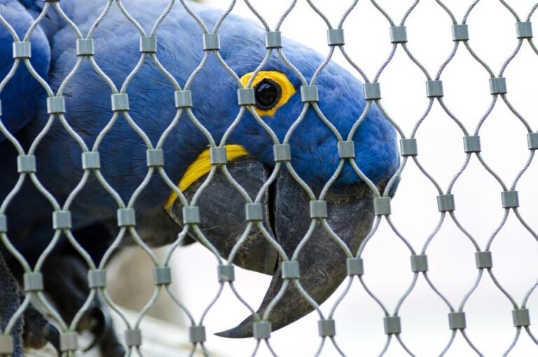 Pet hyacinth macaw — visual overview