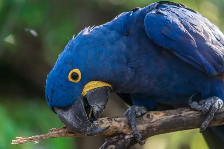 Pet hyacinth macaw — visual overview