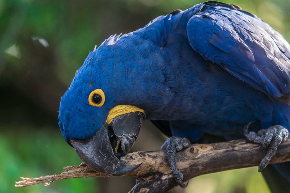 Understanding the Pet Hyacinth Macaw's Needs