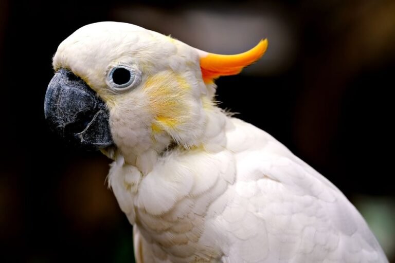 Pet parrot species — visual overview