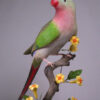 princess-parakeet (1) Princess Parrot