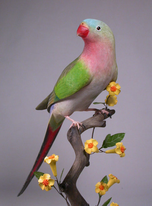 princess-parakeet (1) Princess Parrot