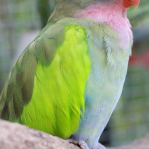 princess-parakeet-2-300x300 Buy Princess Parrot for Sale