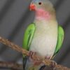 princess-parakeet-3-237x300 Princess Parrot