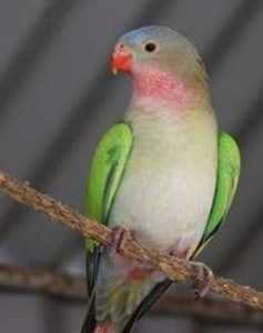 princess-parakeet-3-237x300 Princess Parrot