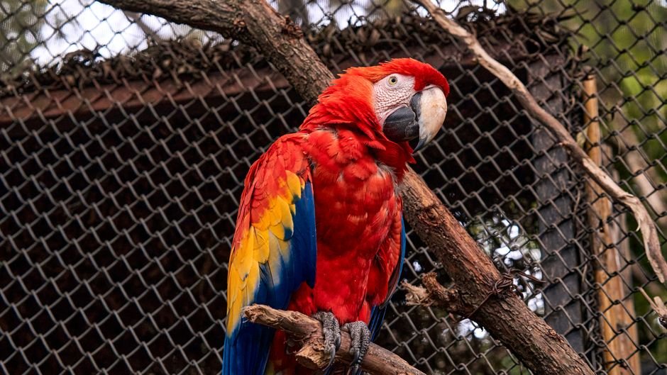 Macaw parrots online — Creating a Macaw-Friendly Environment at Home