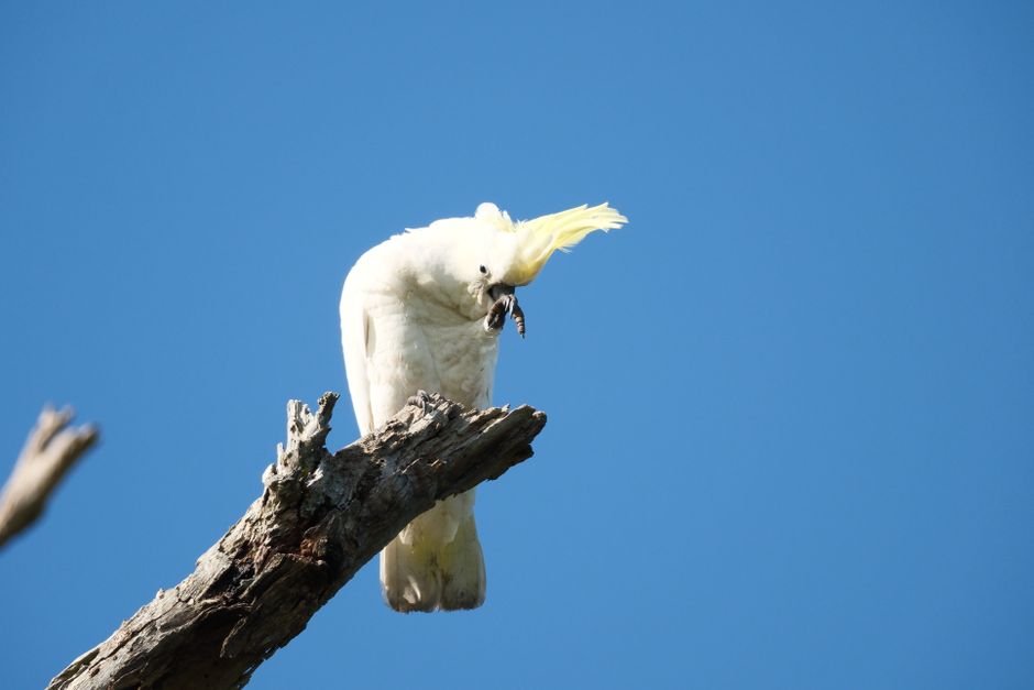 Buy cockatoo parrots — Understanding Cockatoo Parrots Before You Buy