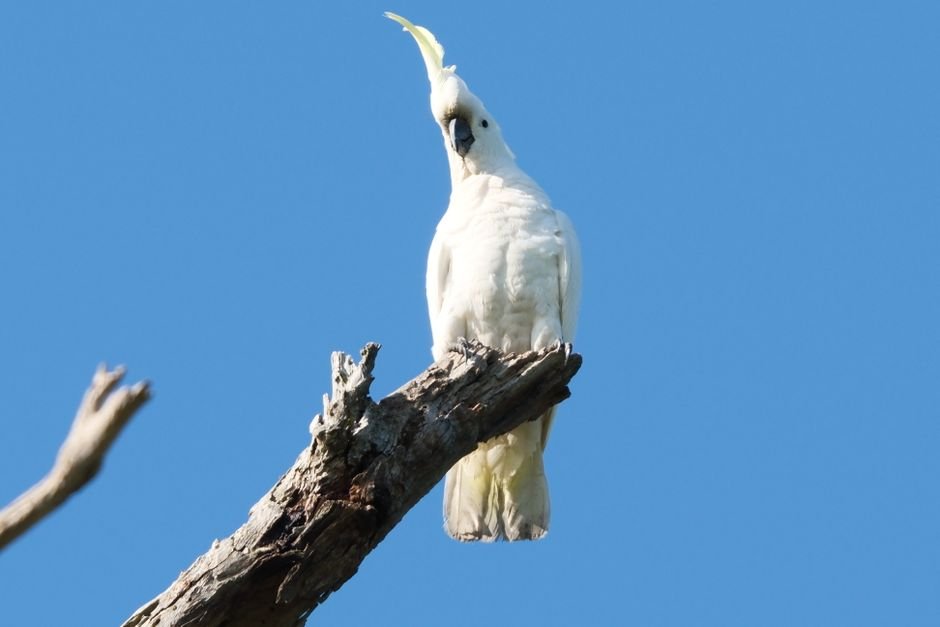 Buy cockatoo parrots — Understanding Cockatoo Parrots Before You Buy