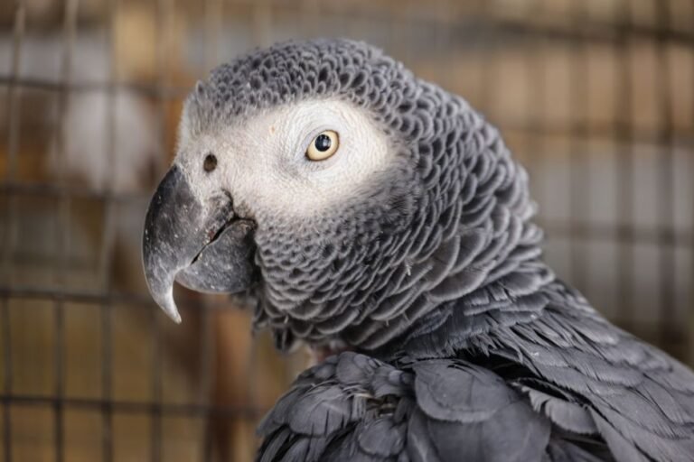 Where to buy a parrot that talks — visual overview