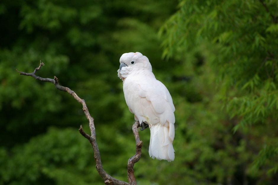 Buy cockatoo parrots — Caring for Your New Cockatoo Parrot