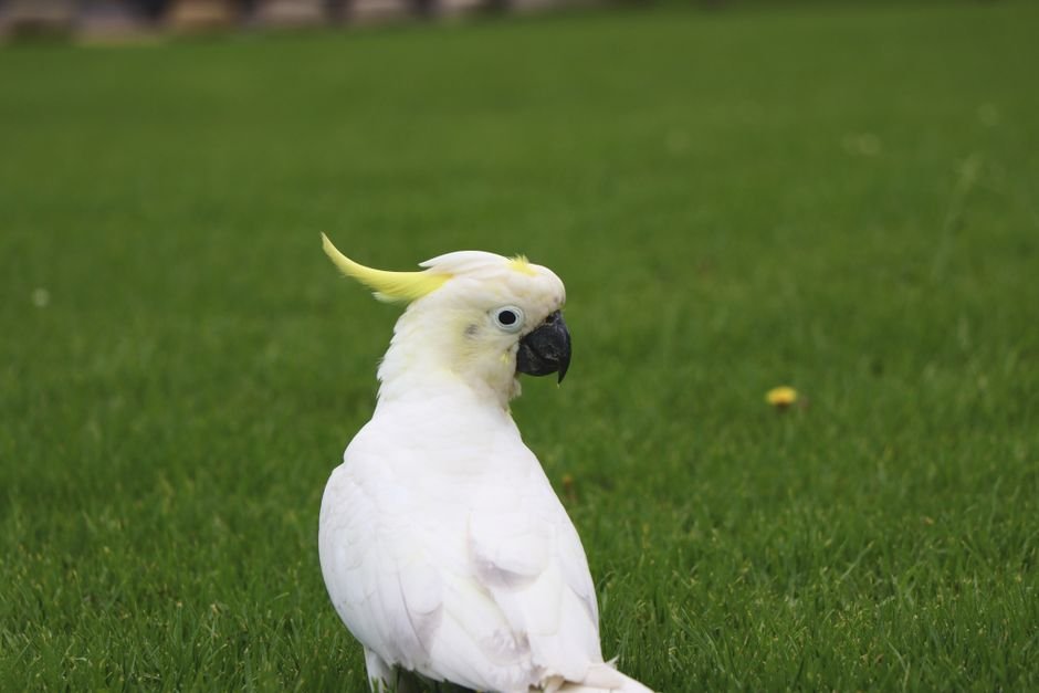 Buy cockatoo parrots — Buying a Cockatoo Parrot: Reputable Breeders vs. Pet Stores